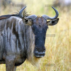 demo-attachment-1300-wildebeest-in-national-park-of-africa-P3PWJZ3